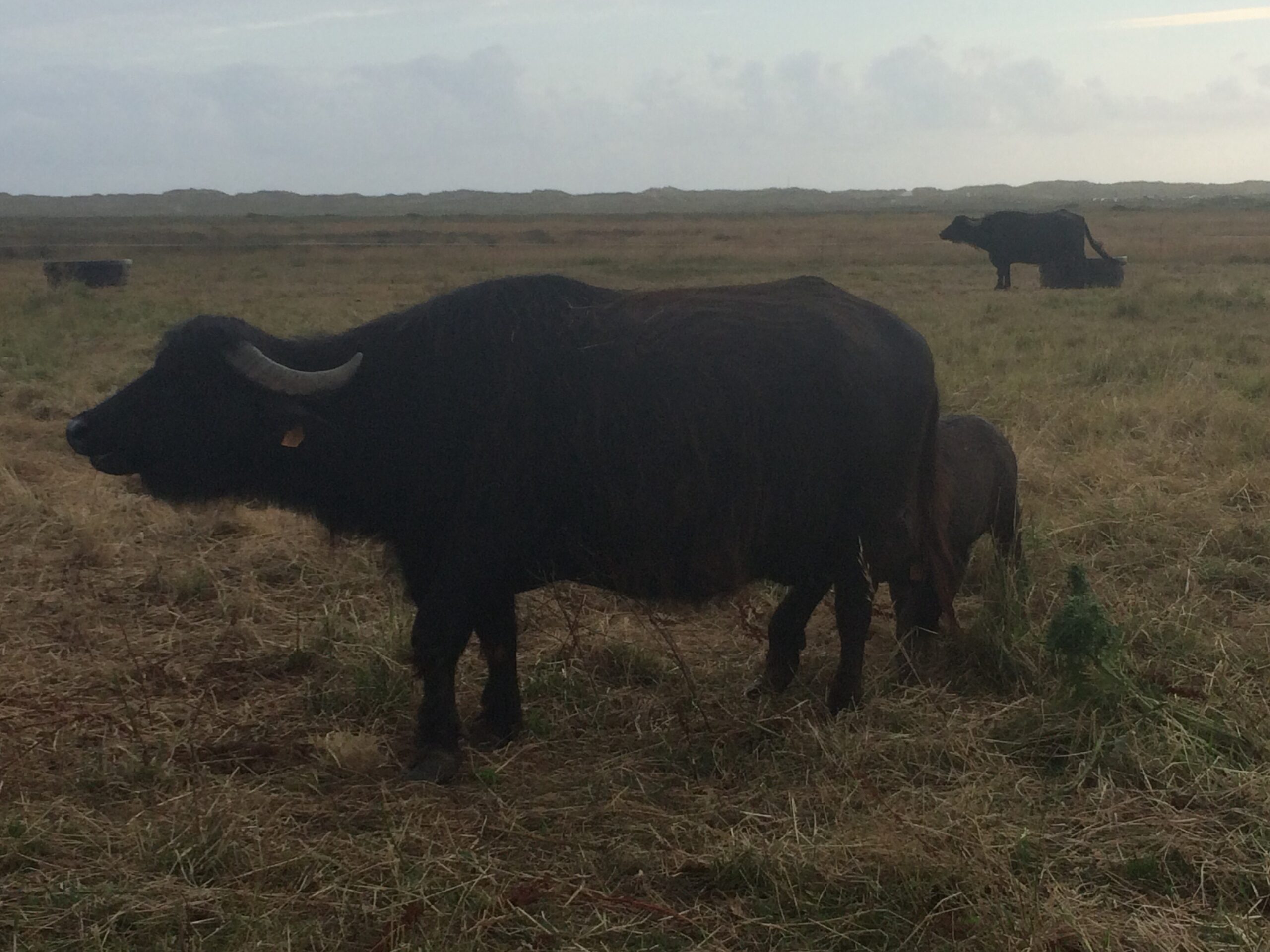 Buffalo on Farm in France