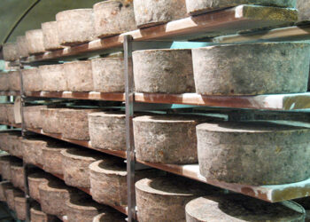 This is a picture of cheeses aging on a rack.